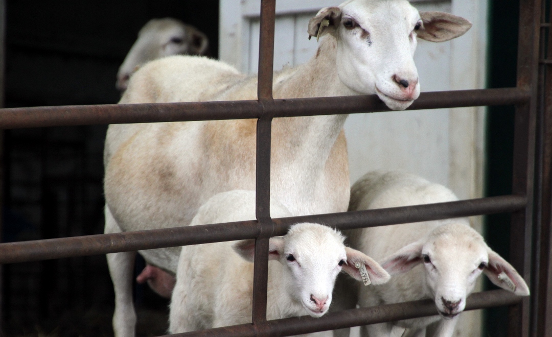 Эффективное оборудование для разведения овец и коз