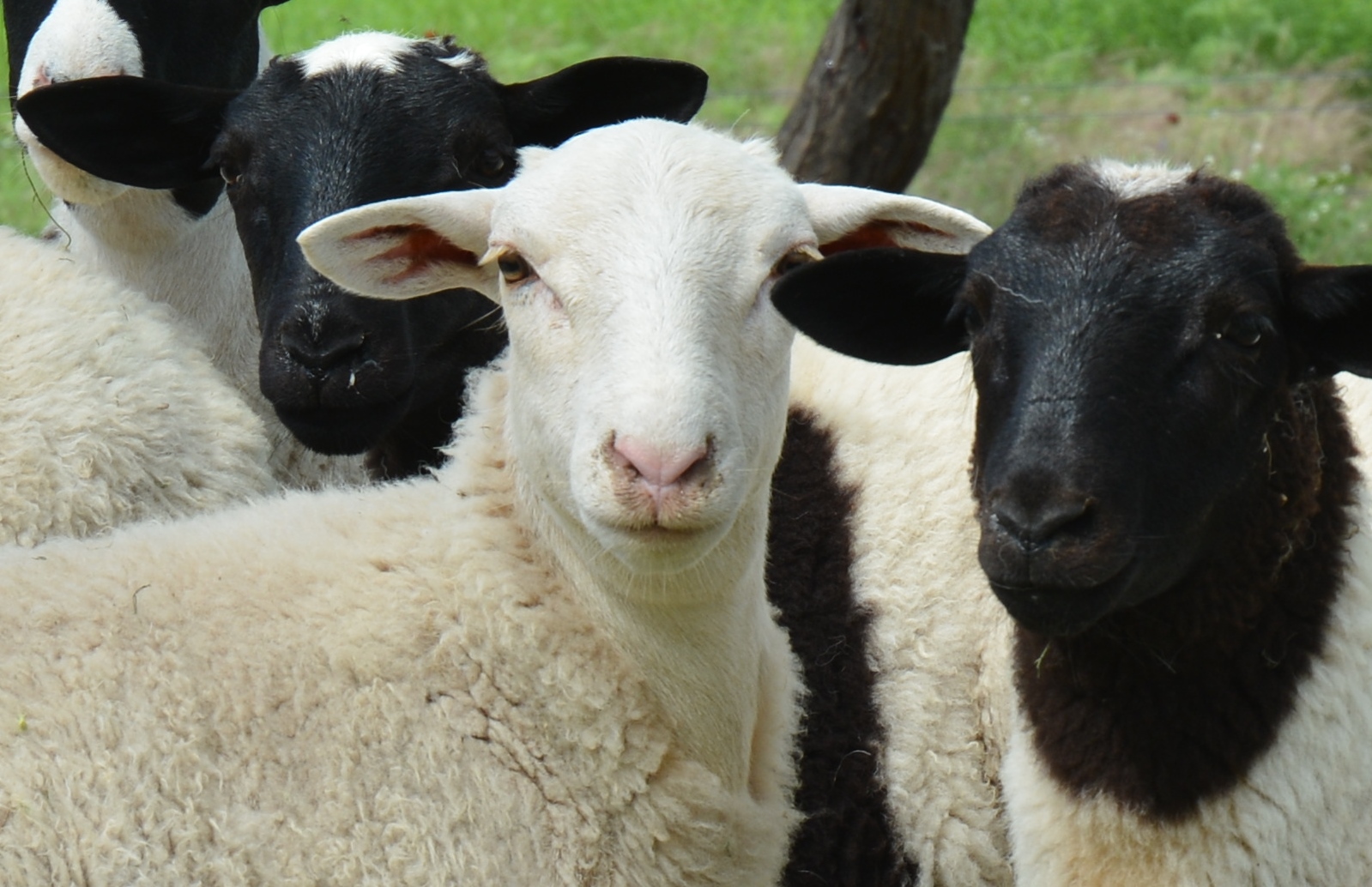 Устаткування для розведення овець та кіз