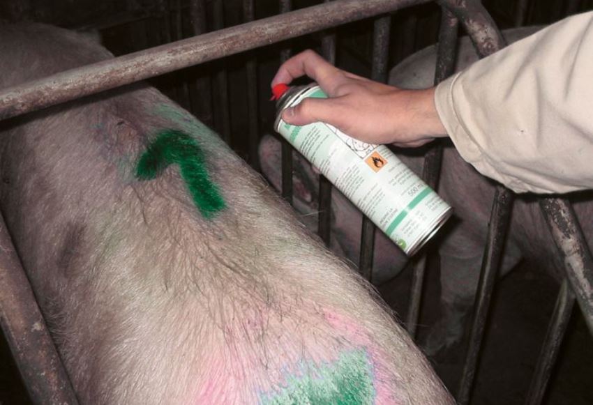 Маркировка и идентификация свиней