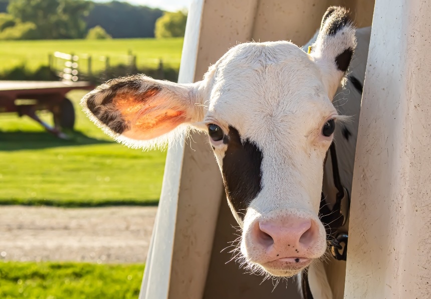 Роги у корів та особливості знерожування телят