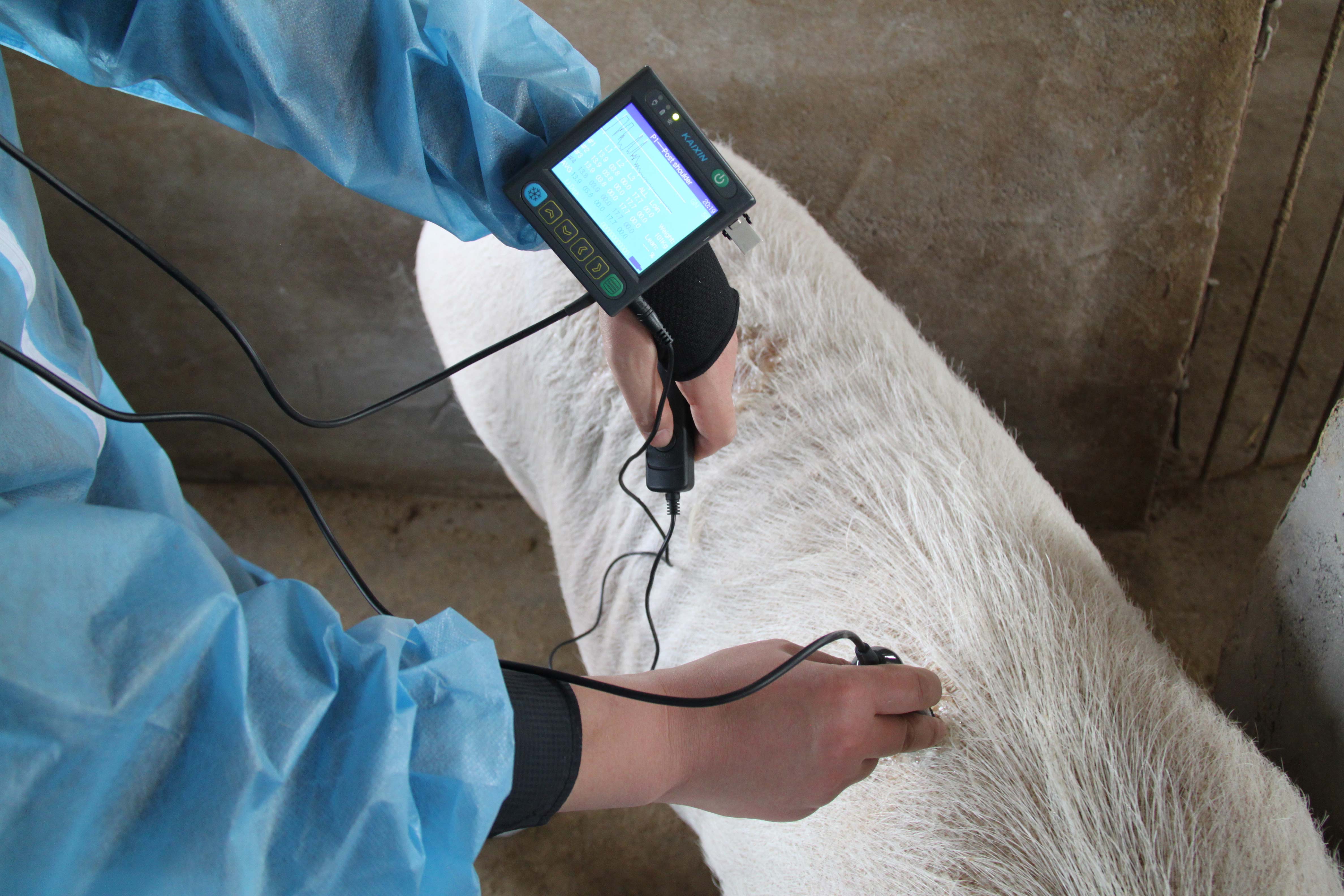 Как используются ручные УЗИ аппараты Kaixin в ветеринарии и животноводстве?