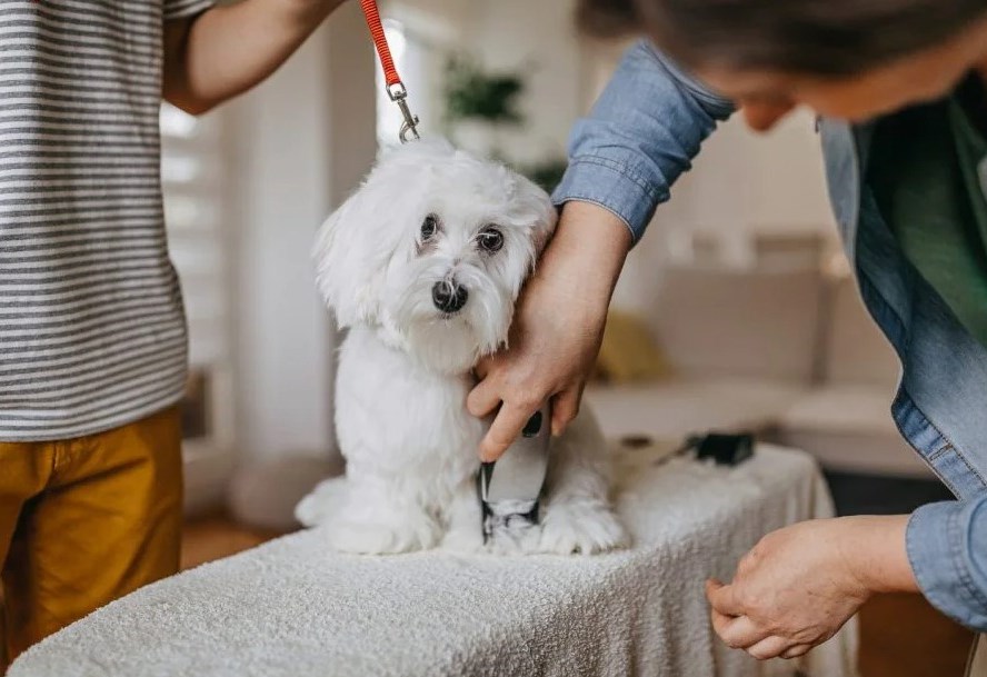 Як підстригти собаку в домашніх умовах?