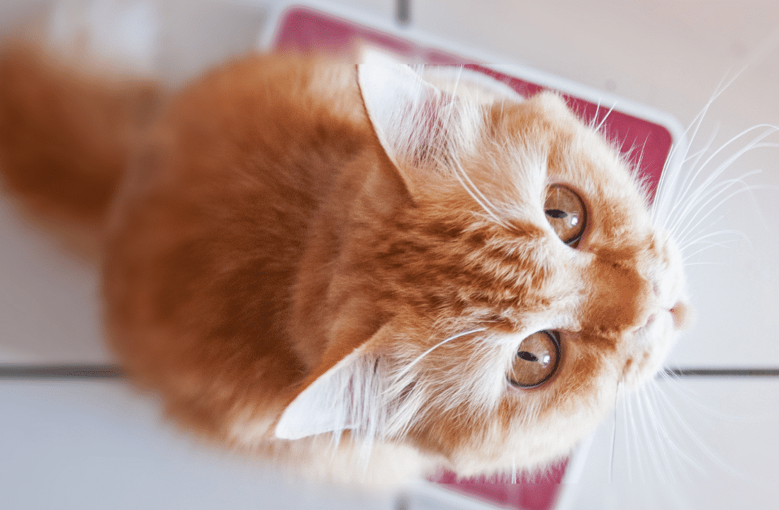 Как измерить вес кота? ✓ Статьи в блоге магазина БИОВЕТ