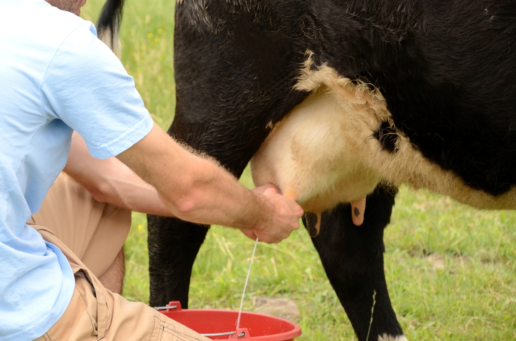Догляд за вименем корів перед доїнням
