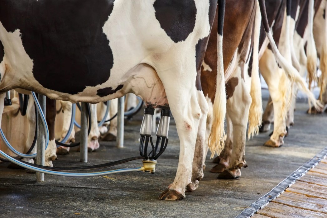 Гігієна доїння корів та догляд за вименем