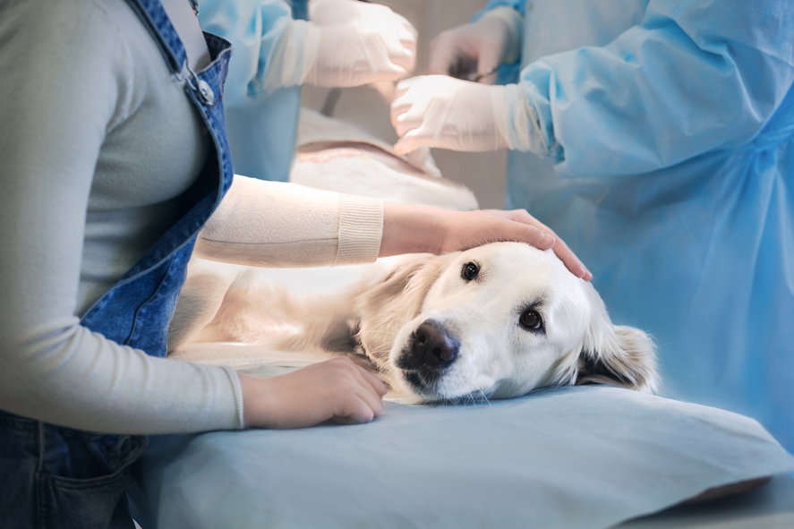 Посилення безпеки та комфорту тварин: сучасні рішення ветеринарної госпіталізації