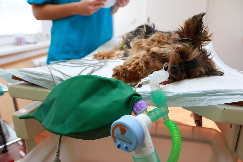 Інгаляційна анестезія у ветеринарії