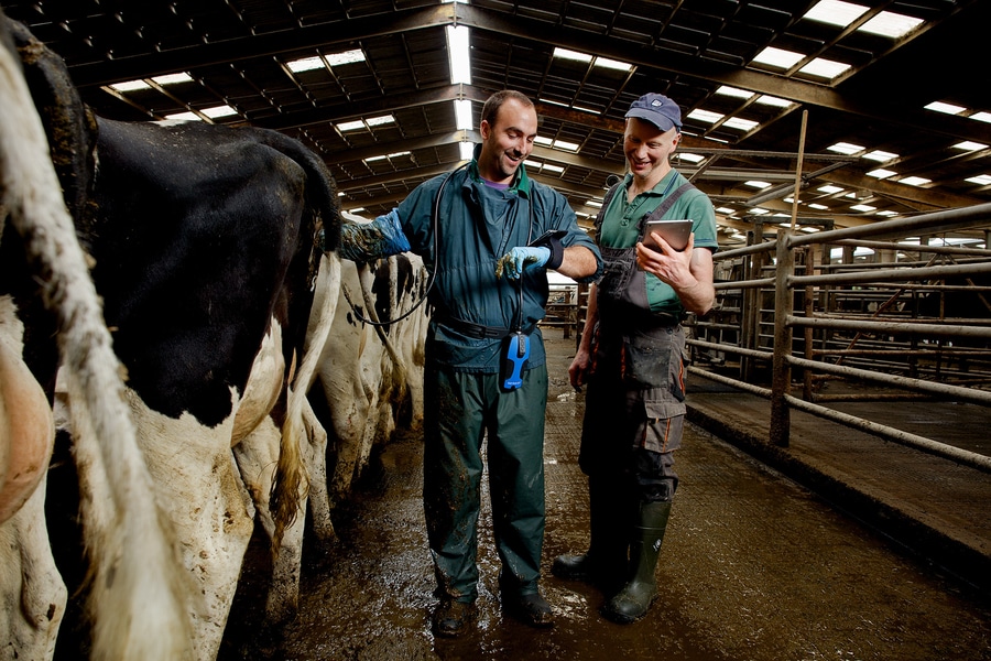 Как по молоку определить стельность коровы