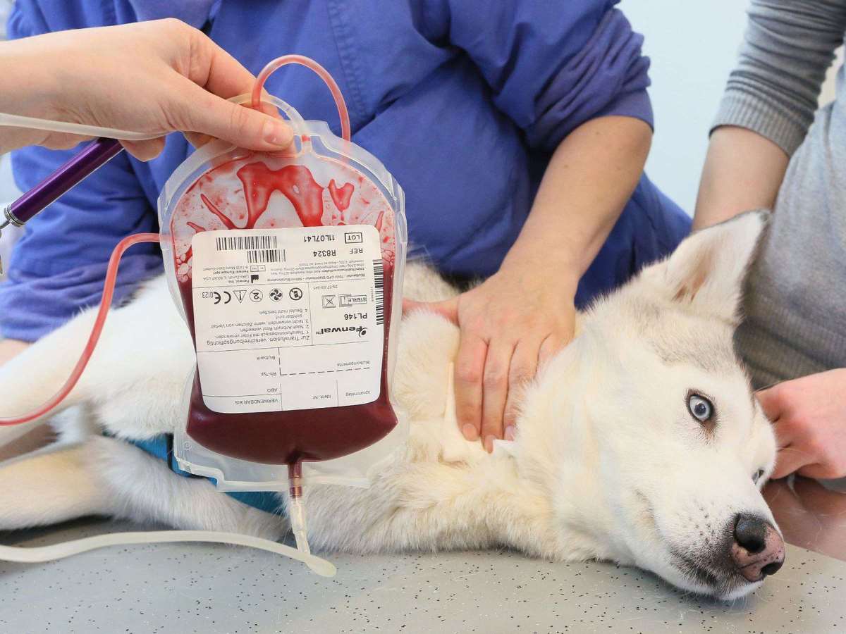 Методы определения групп крови у животных