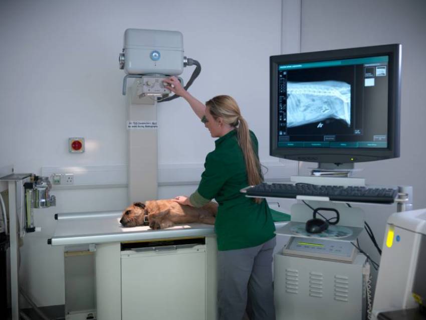 Сучасні ветеринарні рентген-апарати: переваги для точної діагностики
