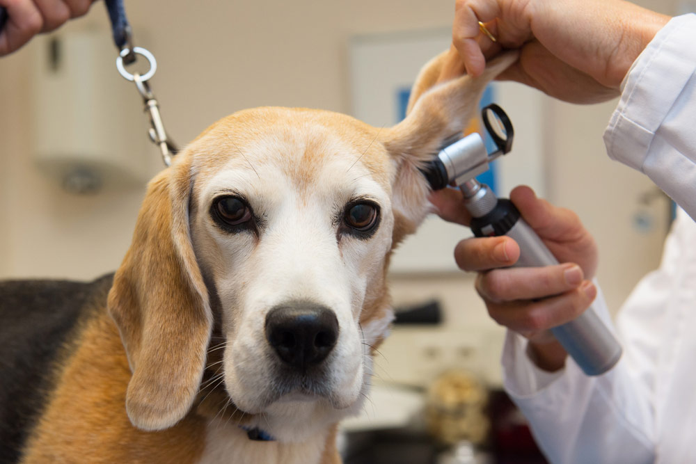 Отоскоп и отоскопия: лечение ушей домашних животных