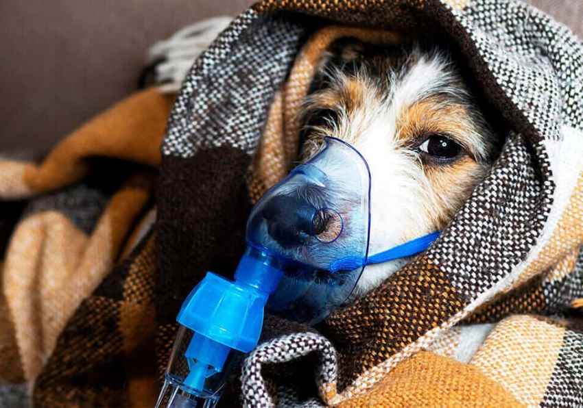 Кисневі концентратори: зручний та ефективний спосіб забезпечити кисень для тварин
