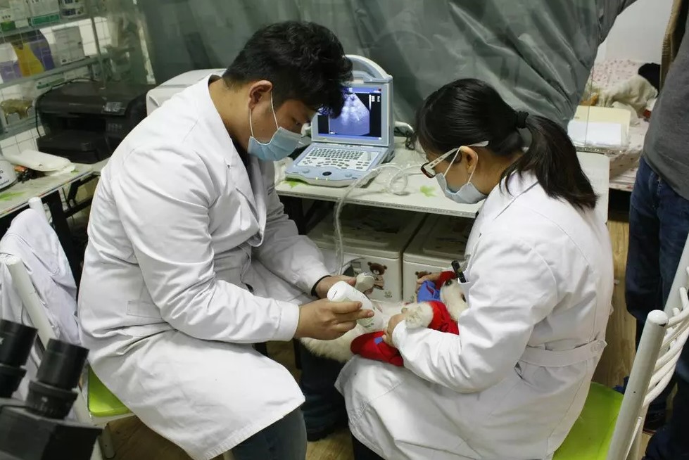 Портативные УЗИ аппараты Kaixin для ветеринарии