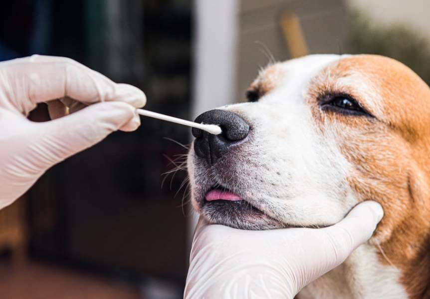 Швидкі тести для ветеринарії: що це і для чого вони потрібні?