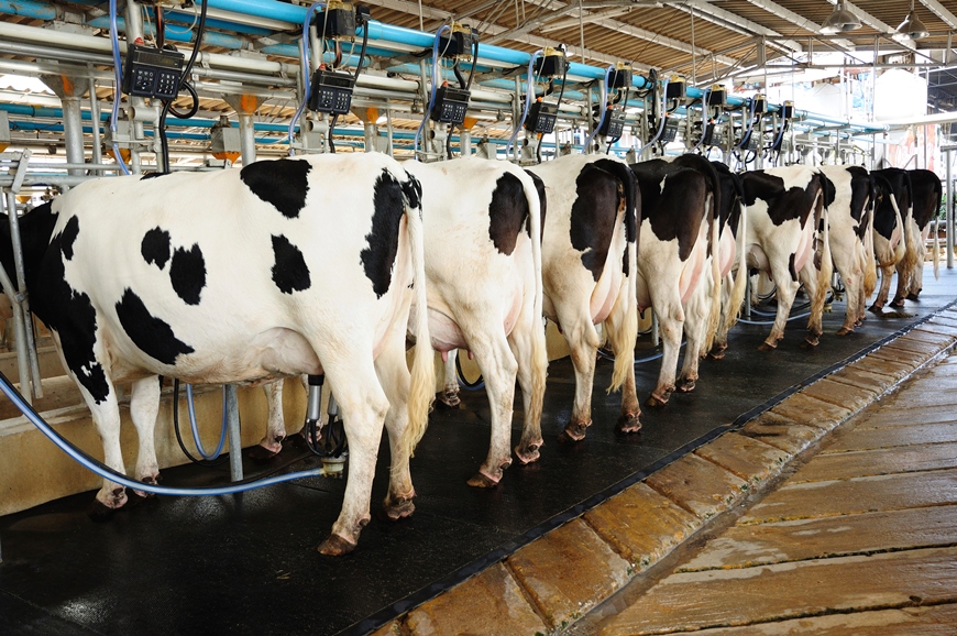 Тесты на антибиотики в молоке: зачем нужны и как правильно проводить диагностику?