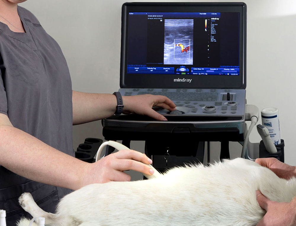 Обзор УЗИ аппаратов Mindray для ветеринарии