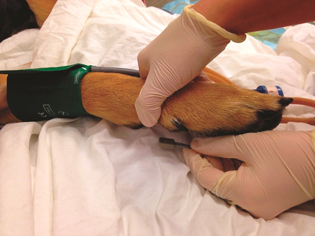 Ветеринарний тонометр: вимірювання артеріального тиску допоможе встановити причину нездужання тварини