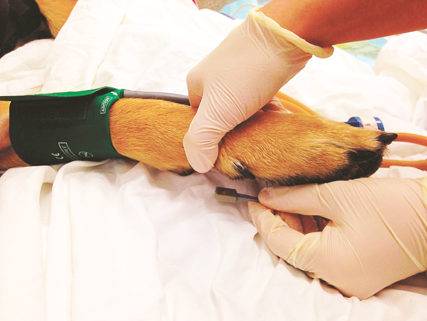 Ветеринарная кардиология: как измерение пульса и АД помогает выявлять заболевания