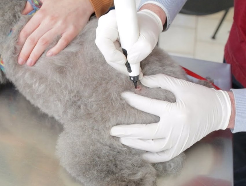 Ветеринарная криохирургия: современные методы лечения заболеваний кожи и других тканей