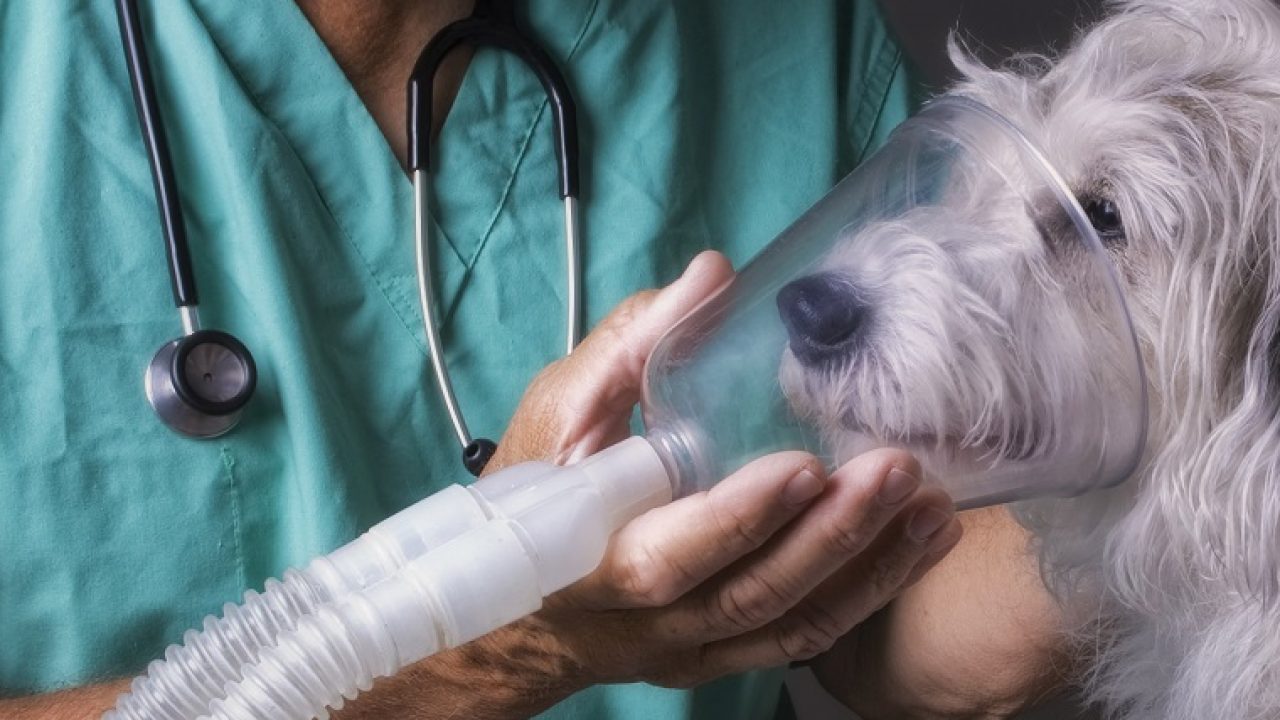 Як працює ветеринарний кисневий концентратор?