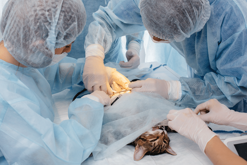 Хірургія ветеринарної медицини: інноваційне обладнання для успішних операцій