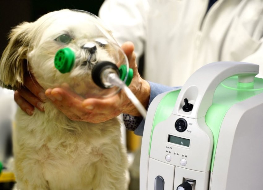Обираємо кисневий концентратор для ветеринарної клініки