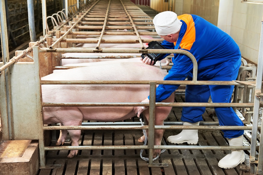 Выбираем УЗИ аппарат для свиноводства
