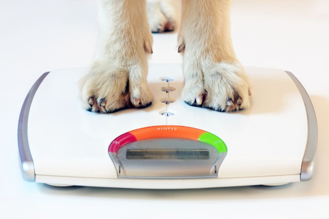 Масса тела собаки: как правильно контролировать вес