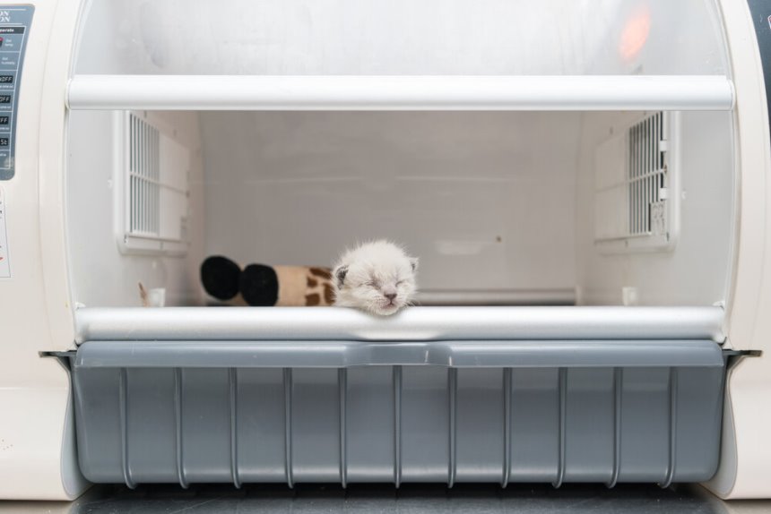 Какие бывают инкубаторы для домашних животных?