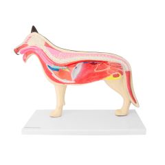 Анатомічна модель собаки в розрізі, двостороння