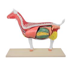 Анатомическая модель козы, разборная