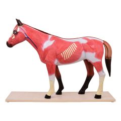 Анатомічна модель коня, розбірна