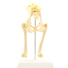 Анатомічна модель стегна собаки