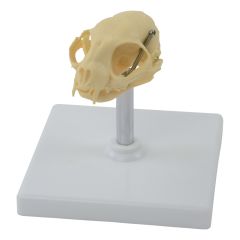 Анатомическая модель черепа кота
