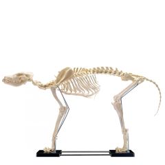 Анатомический скелет собаки, большой