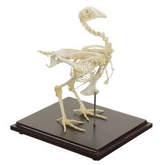 Настоящие модели скелета животных