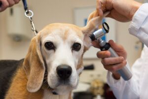 Отоскоп та отоскопія: лікування вух домашніх тварин  з 
