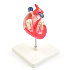 Анатомічна модель серця собаки, дві частини